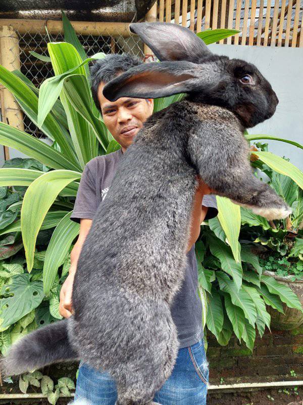 กระต่ายพันธุ์เยอรมัน