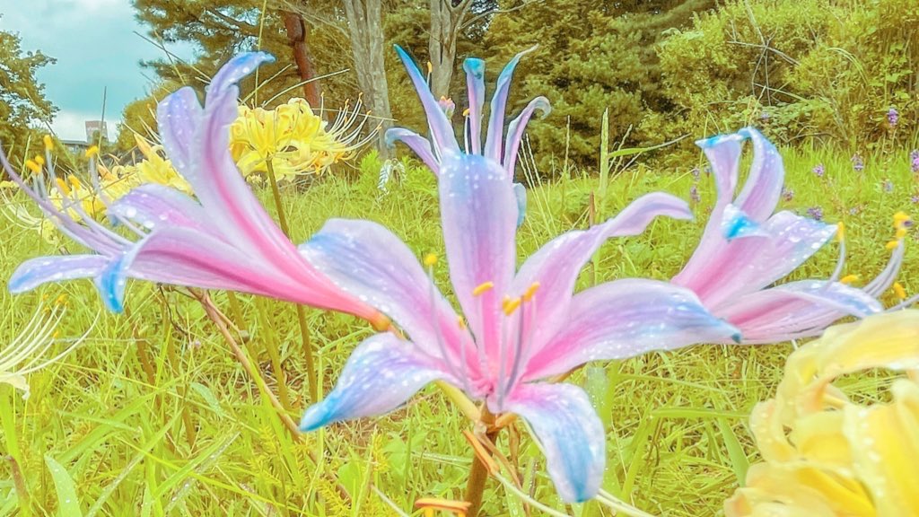 ดอกลิลลี่แมงมุมสีฟ้า