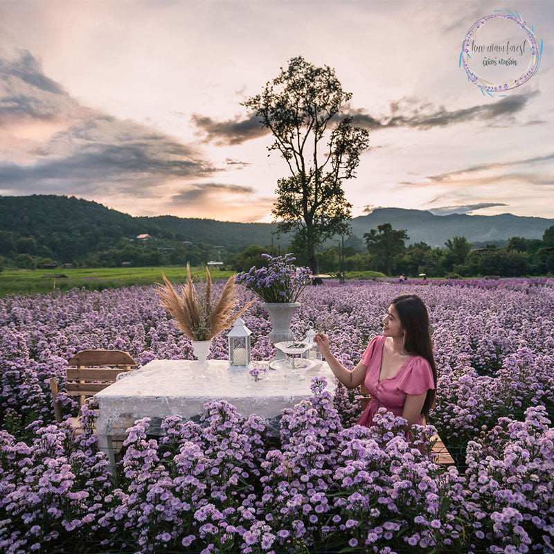 สวนดอกมาร์กาเร็ต เชียงใหม่ 