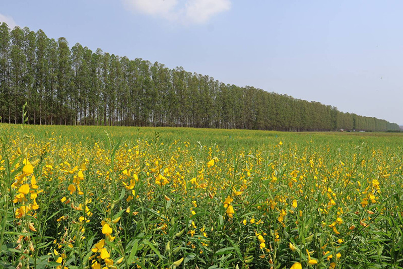 ทุ่งปอเทือง ม.เกษตรฯ กำแพงแสน