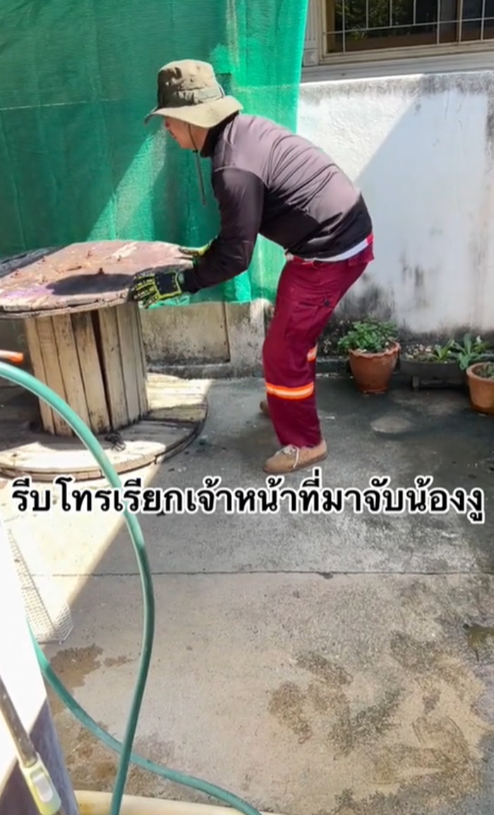 งูเข้าบ้าน