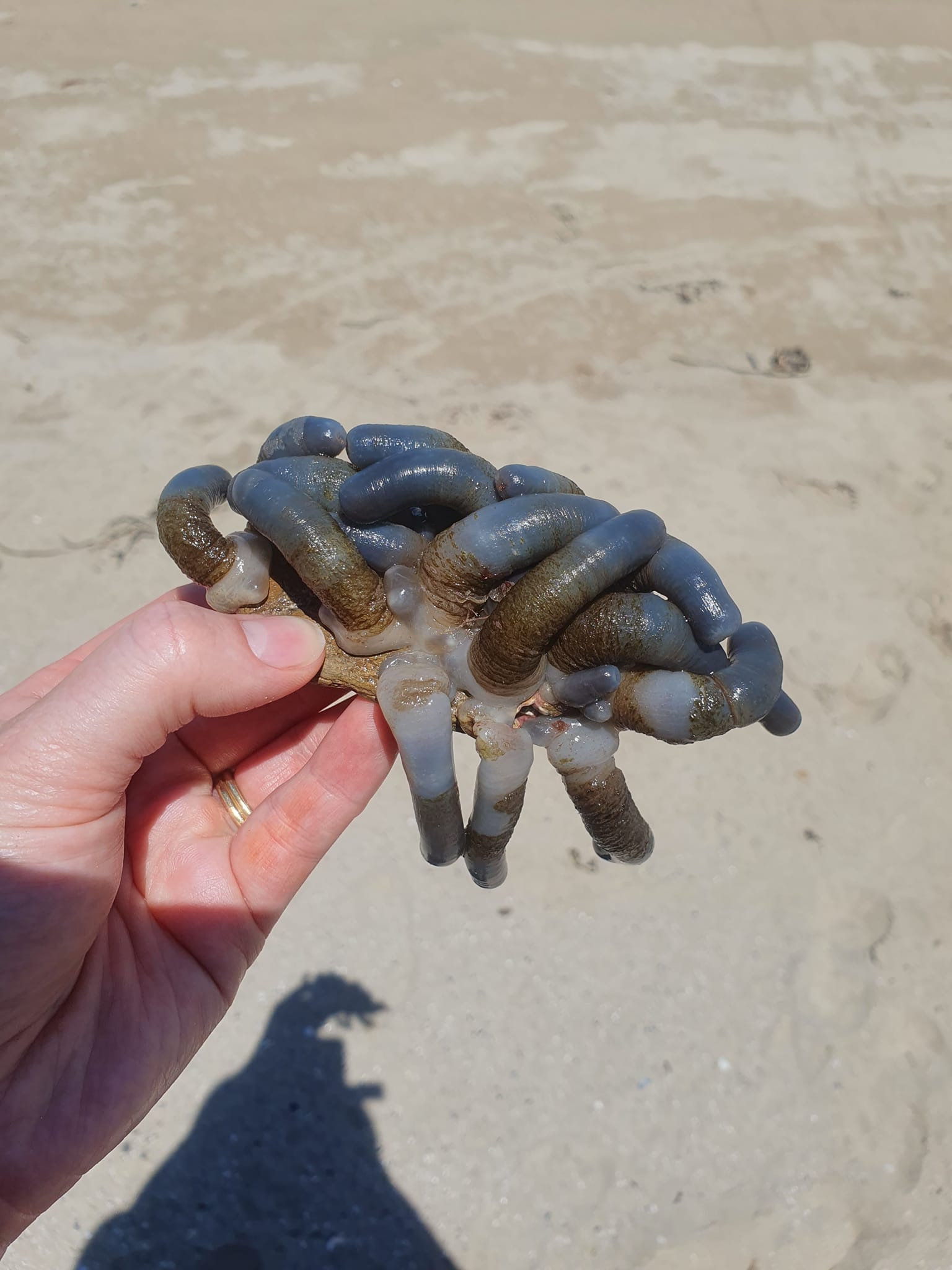 สัตว์ลึกลับ