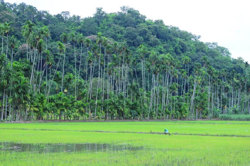 ทิวหมาก บ้านผาเบียด ชัยภูมิ