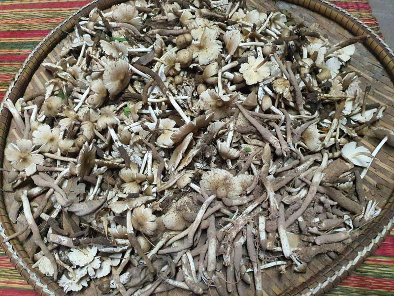 ทำนา
