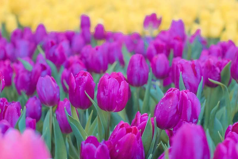 เชียงรายดอกไม้งาม ปีที่ 21 ดอกไม้เมืองหนาว