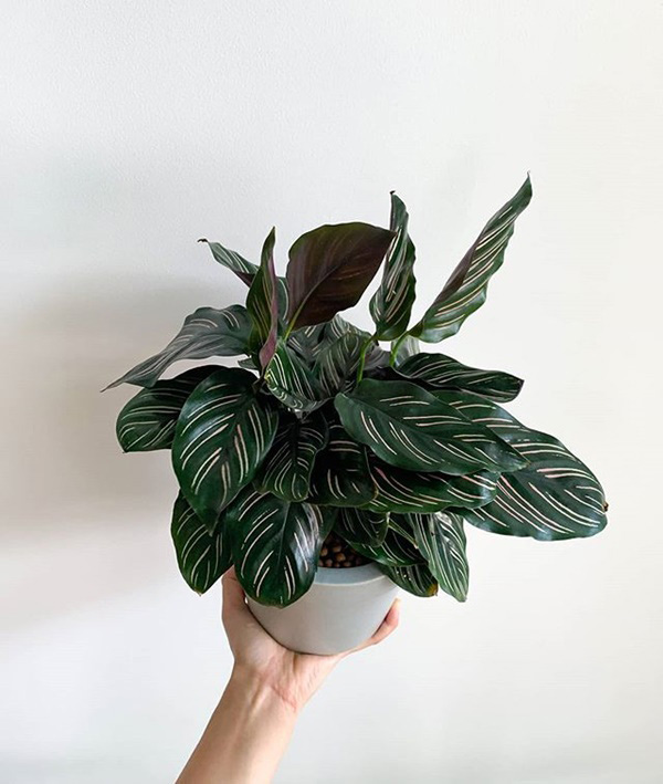 Calathea Ornata