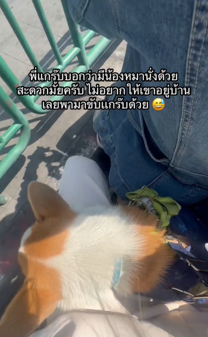 หมาคอร์กี้