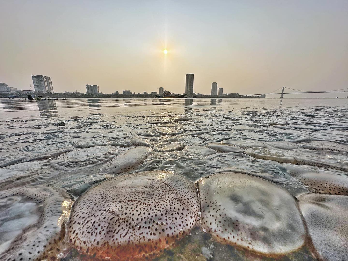 แมงกะพรุน