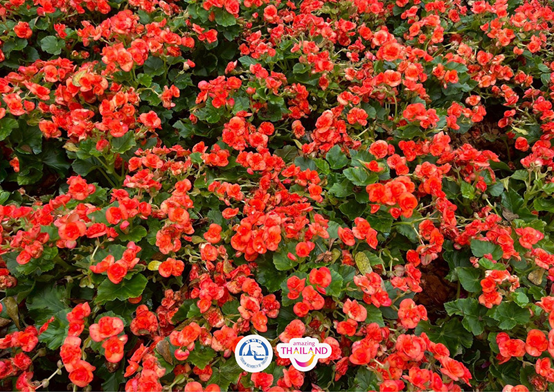 Colorful Garden in Phrae 2025 แพร่