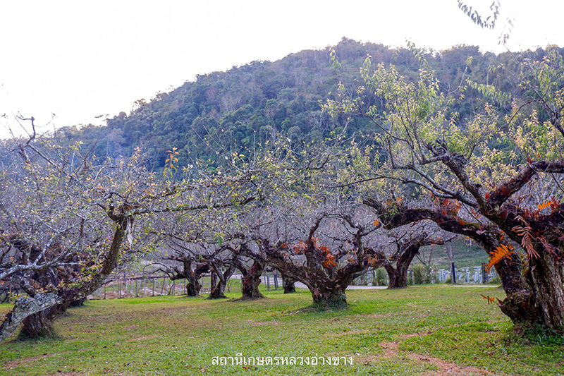 ดอกบ๊วย 2568 สถานีเกษตรหลวงอ่างขาง
