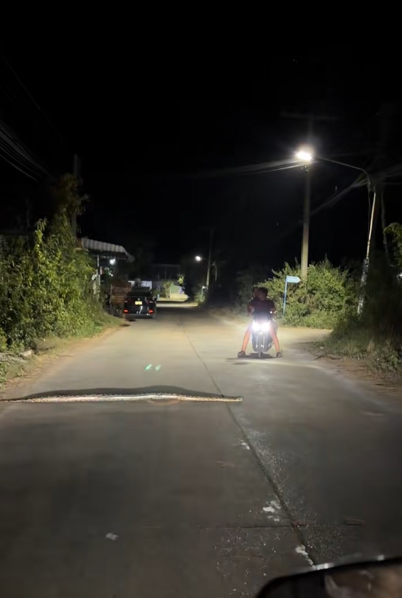 งูขวางถนน