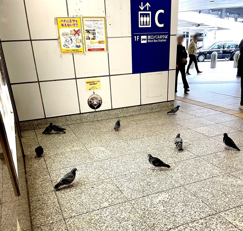 ไล่นกพิราบ