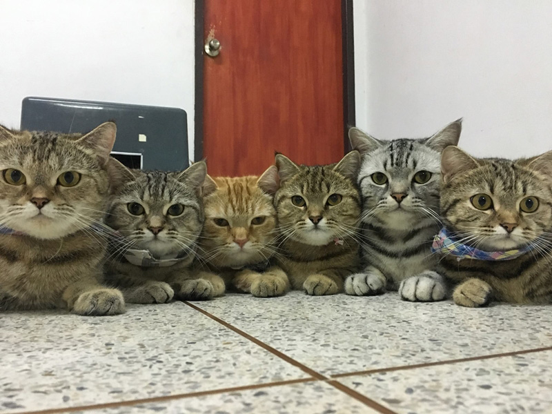 เพจแมวน่ารัก ๆ