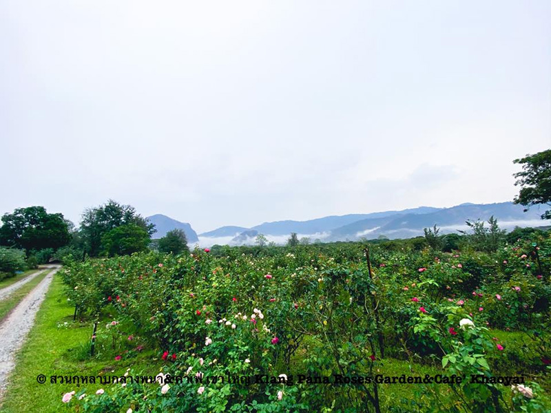 สวนดอกไม้เขาใหญ่