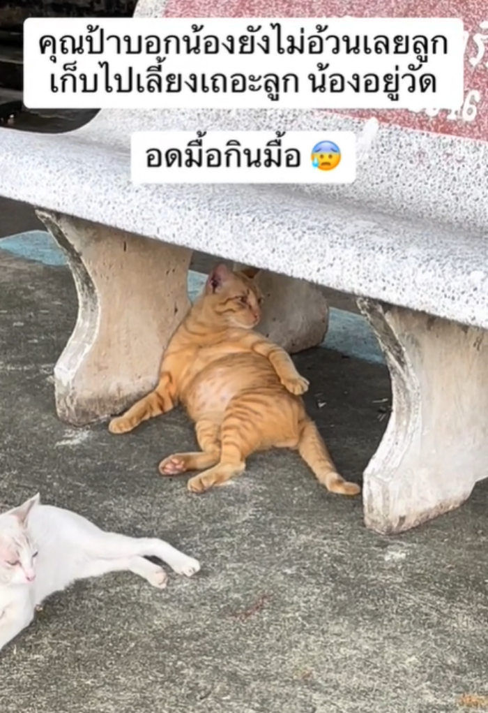 แมววัด