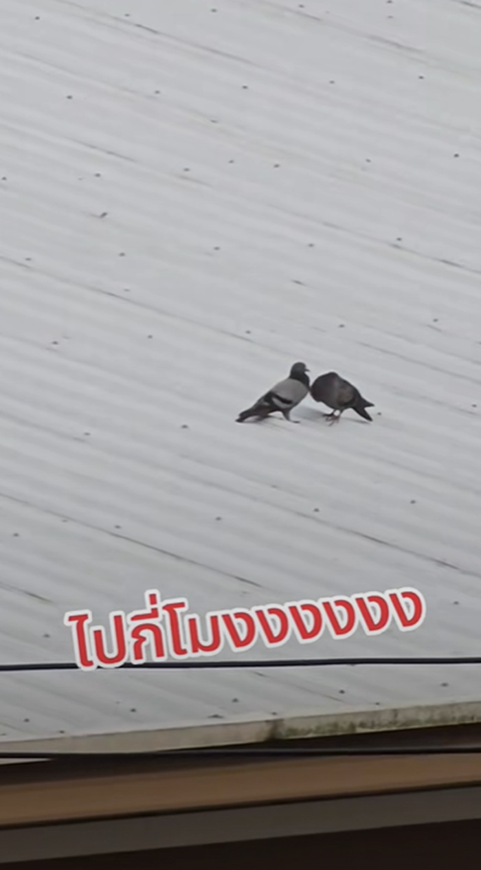 ไล่นกพิราบ