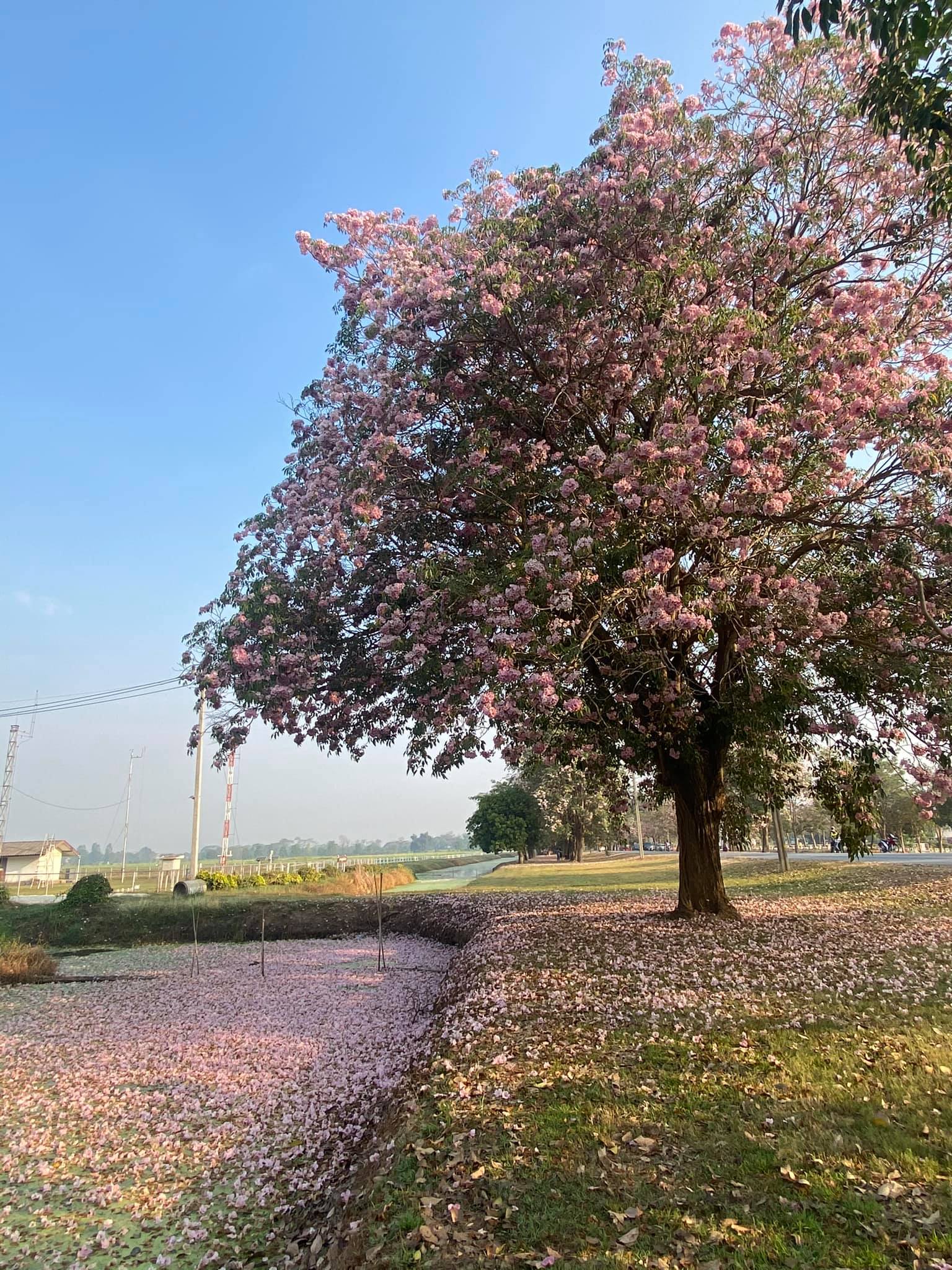 ชมพูพันธุ์ทิพย์ 2564 กำแพงแสน