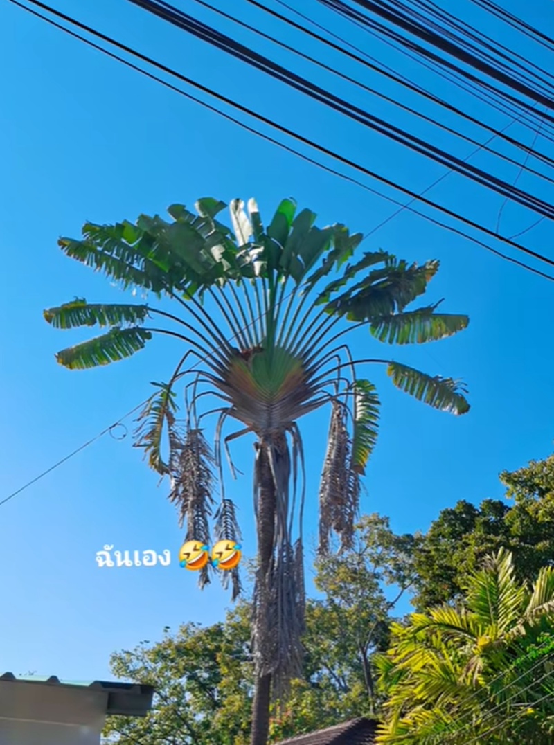 นกเค้าแมว