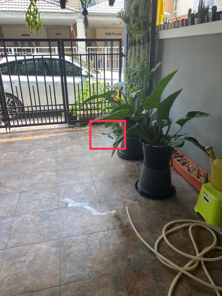 งูเข้าบ้าน