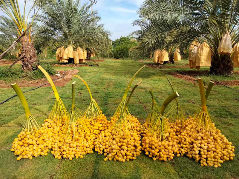 สวนอินทผลัม เดลิเวอรี่