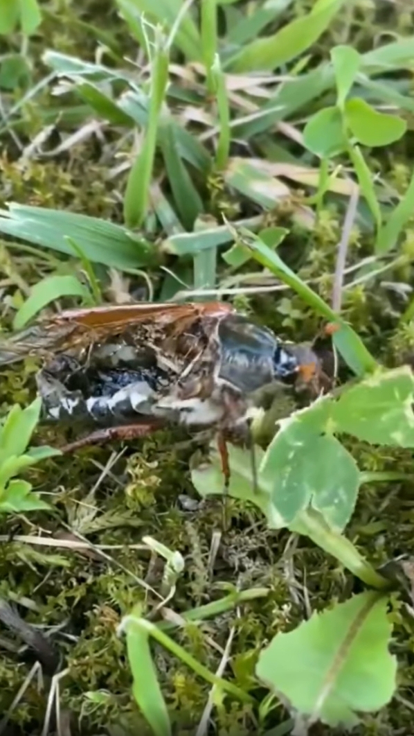 แมลงซอมบี้