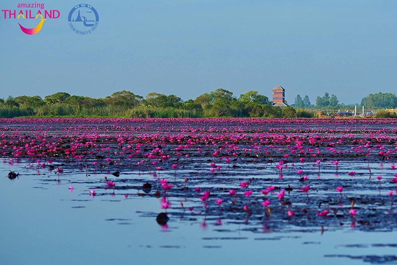 ทะเลบัวแดง อุดรธานี 2568-2569