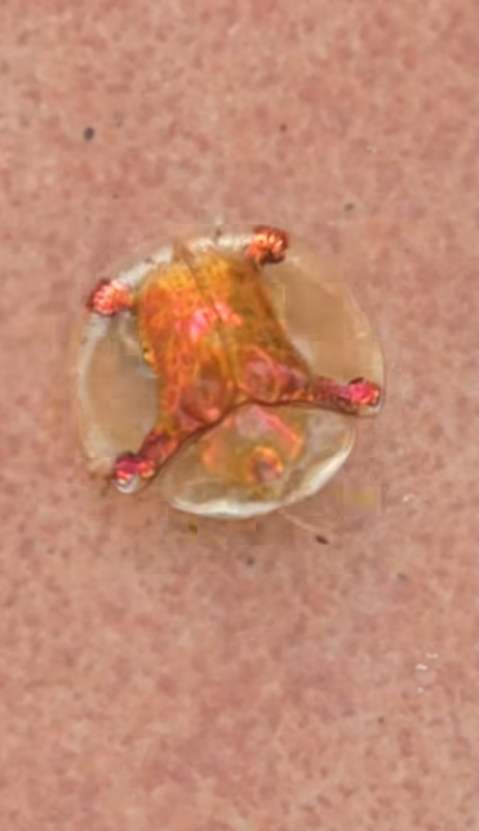 สัตว์หายาก