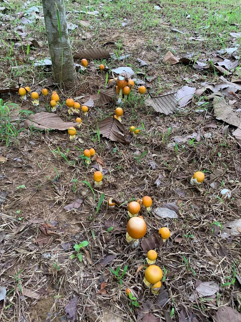 ก้อง ห้วยไร่ เห็นราคาเห็ดละโงก อึ้งเลย