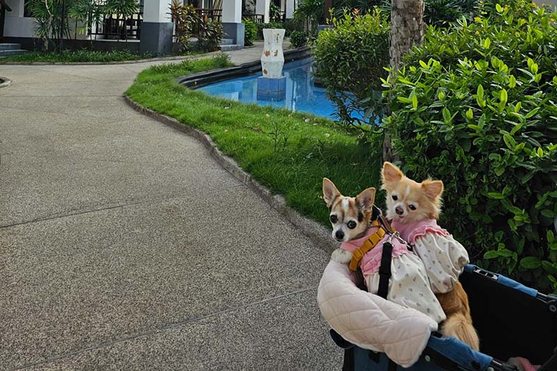 Pet Friendly Villa by The Zign