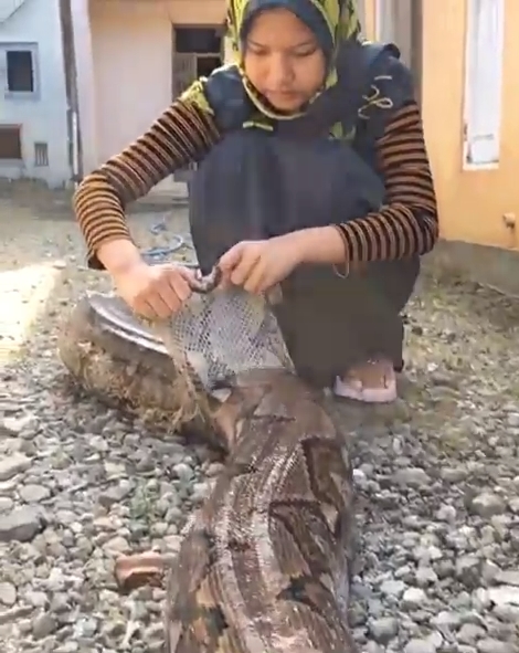 เลี้ยงงูเหลือม