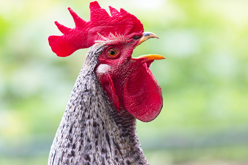 ฝันเห็นไก่
