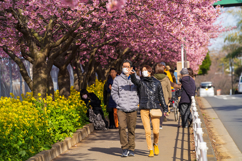 ซากุระ 2020