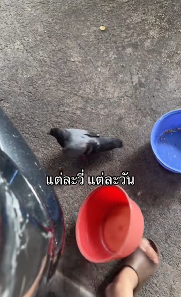 กะละมัง