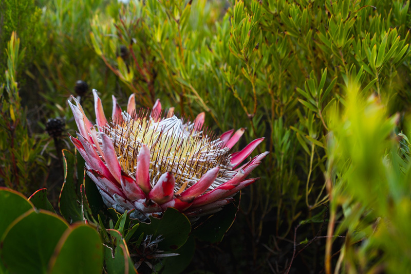 ดอกโปรเทีย ดอกไม้ประจำราศีธนู