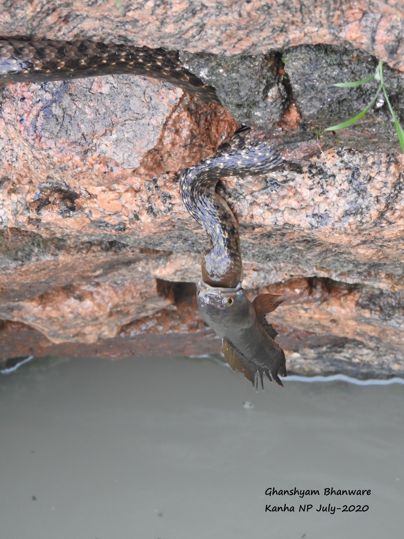 งูเขมือบปลา