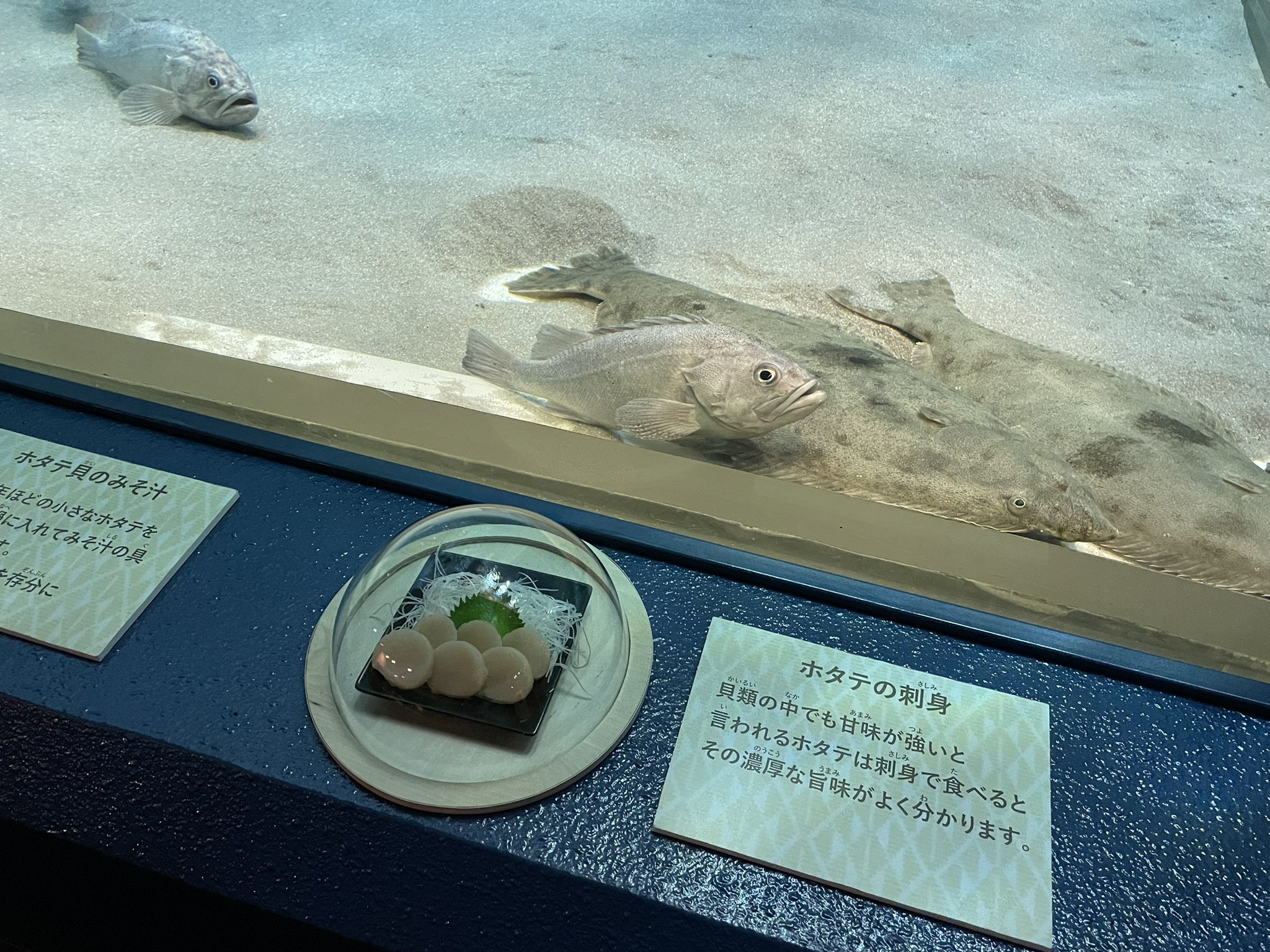 พิพิธภัณฑ์สัตว์น้ำ