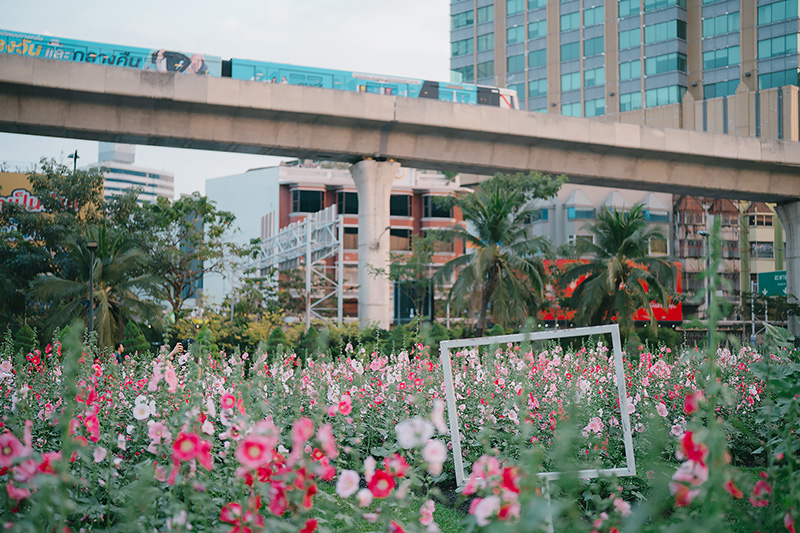 ทุ่งดอกฮอลลี่ฮ็อค สวนจตุจักร