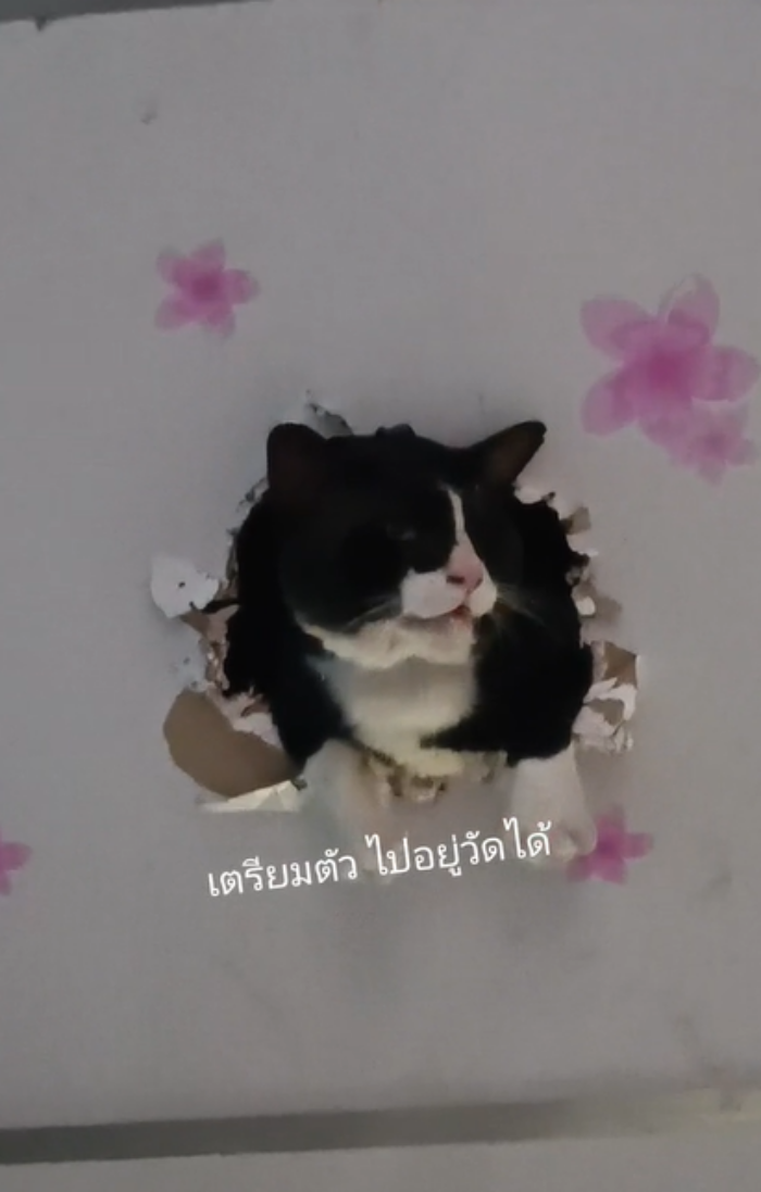 แมวซน