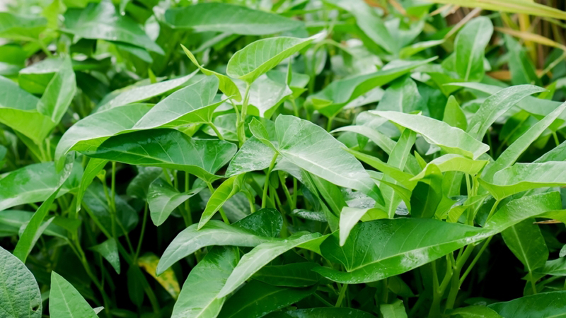 ผักบุ้งจีน (Water Spinach)