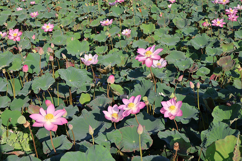 บึงบัว สวนรถไฟ