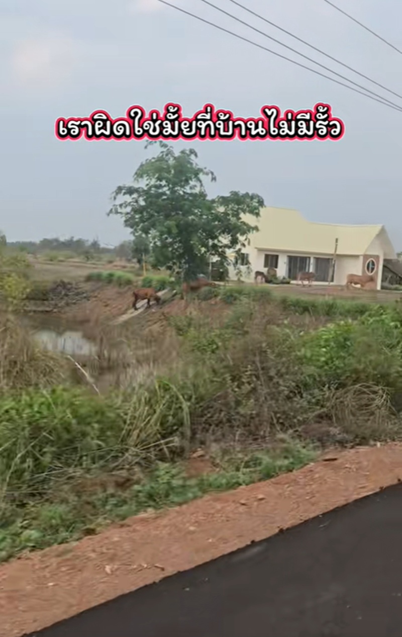 เพื่อนบ้าน