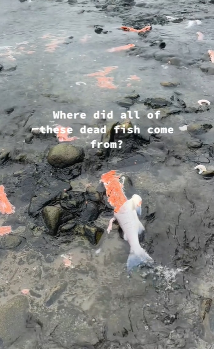 ปลาแซลมอน