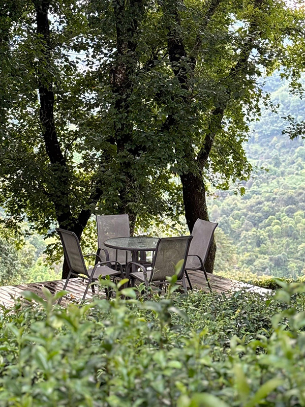 ร้านคาเฟ่บนดอย ไร่ชาวังพุดตาล