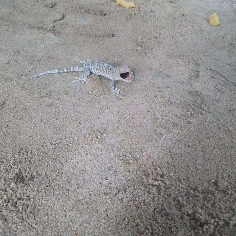 แน็ก ชาลี