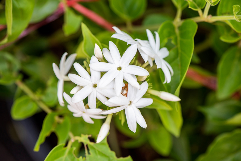 ไม้ดอกมีกลิ่นหอมอ่อน ๆ ดอกมะลิวัลย์