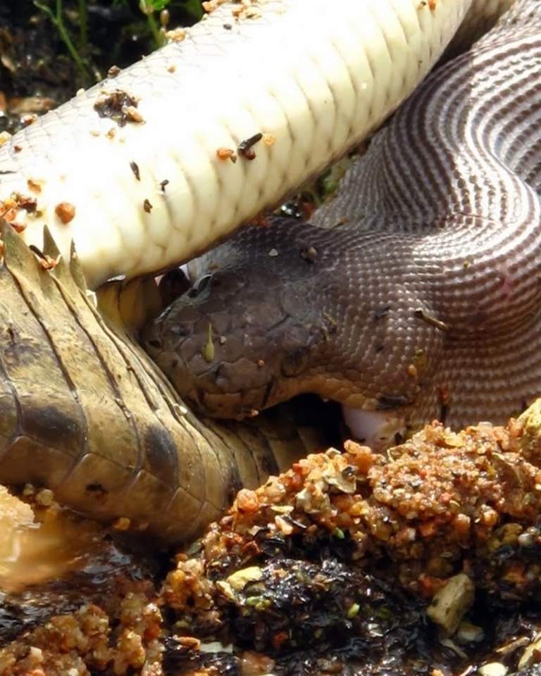 งูกินจระเข้