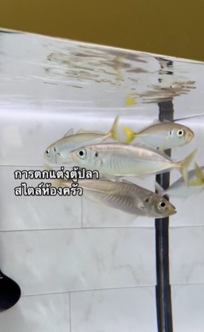 ตกแต่งตู้ปลา