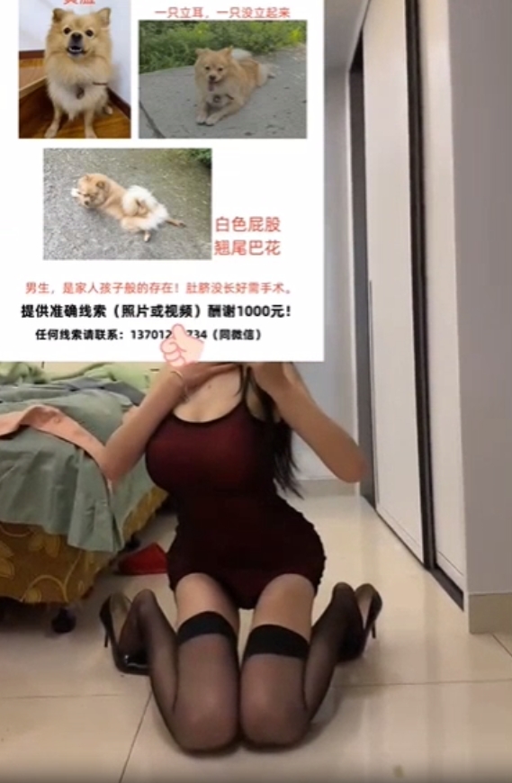 ประกาศหมาหาย