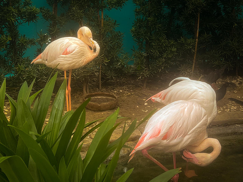 สวนสัตว์พาต้า