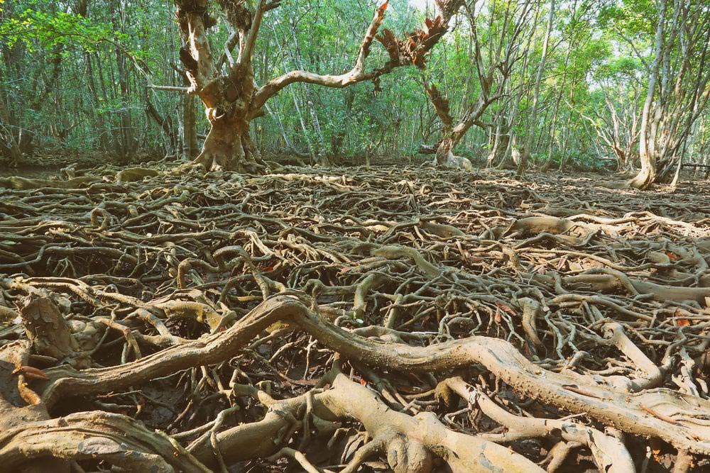 บ้านท่าระแนะ